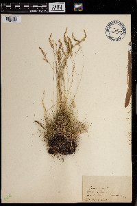 Festuca saximontana image
