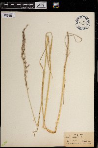 Schedonorus arundinaceus image