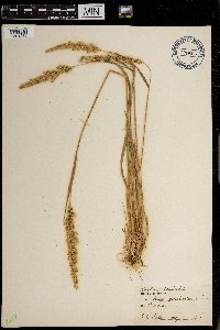 Koeleria macrantha image