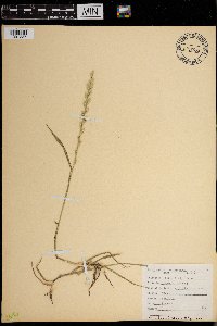 Lolium multiflorum image