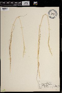 Lolium multiflorum image