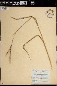 Paspalum laeve image