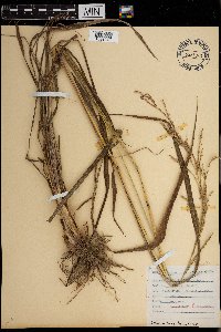 Paspalum urvillei image