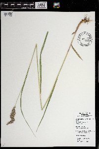 Calamagrostis stricta subsp. inexpansa image