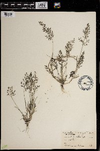 Eragrostis minor image