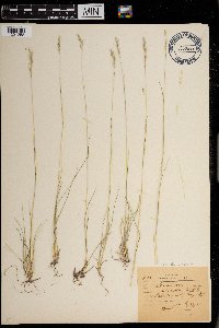 Danthonia spicata image