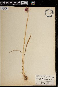 Allium brevistylum image