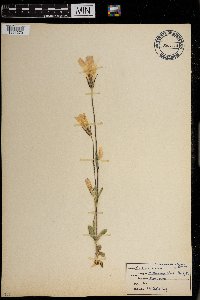 Gentianopsis thermalis image