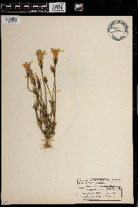 Gentianopsis thermalis image