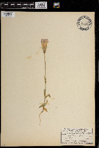 Gentianopsis thermalis image
