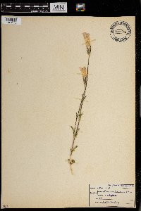Gentianopsis thermalis image