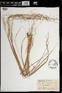 Eragrostis trichodes image