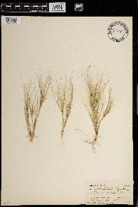 Aristida oligantha image