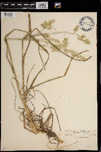 Dactylis glomerata image