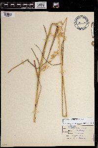 Sorghastrum nutans image