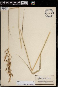 Sorghastrum nutans image