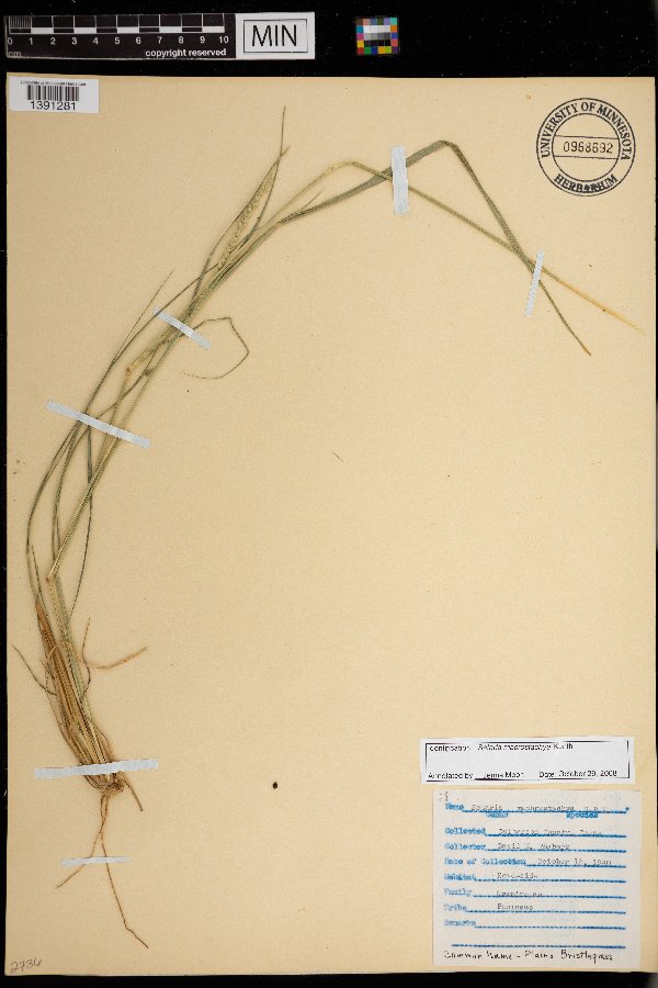 Setaria macrostachya image