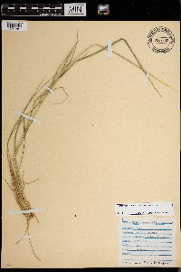 Media resource of Setaria macrostachya