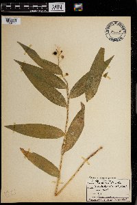 Maianthemum stellatum image