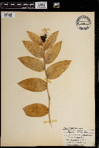 Maianthemum racemosum image