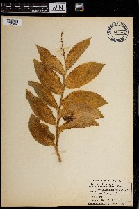 Maianthemum racemosum image