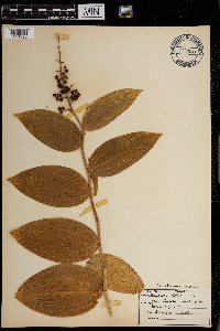 thumbnail image of current specimen