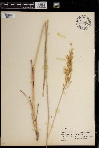 Sorghastrum nutans image