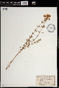 Hypericum perforatum subsp. perforatum image