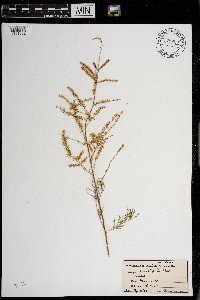 Tamarix gallica image