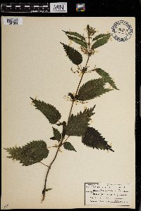 Urtica dioica image