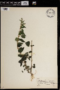 Urtica chamaedryoides image