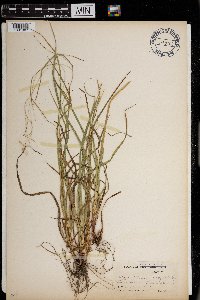 Carex debilis image