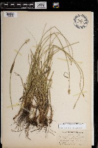 Carex muehlenbergii image