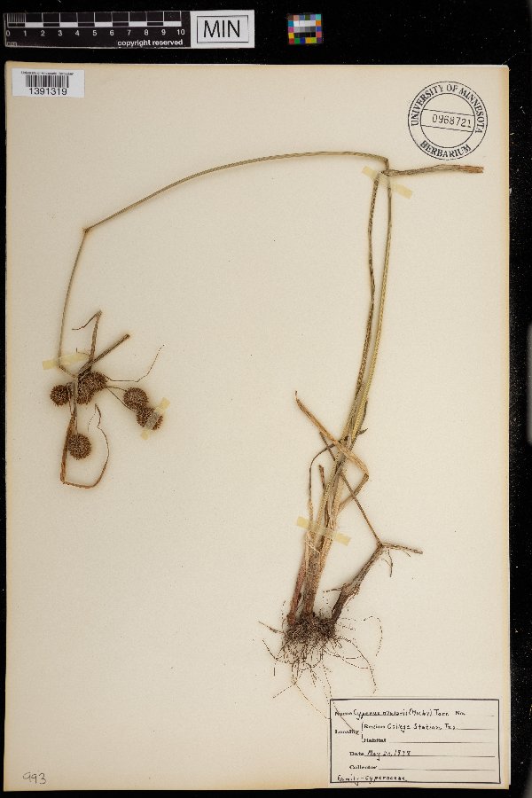 Cyperus echinatus image
