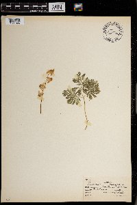 Dicentra cucullaria image