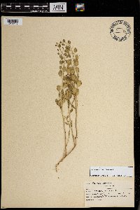 Thlaspi arvense image