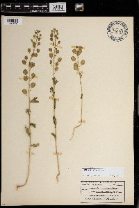 Thlaspi arvense image