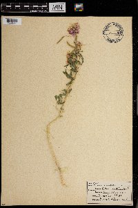 Peritoma serrulata image