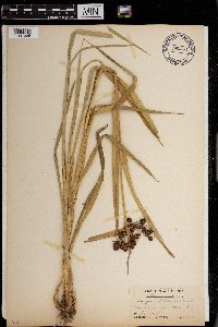 Scirpus atrovirens image