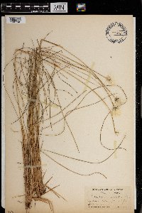 Eriophorum callitrix image