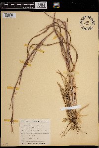 Schizachyrium scoparium image
