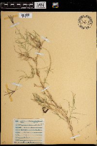 Cynodon dactylon image