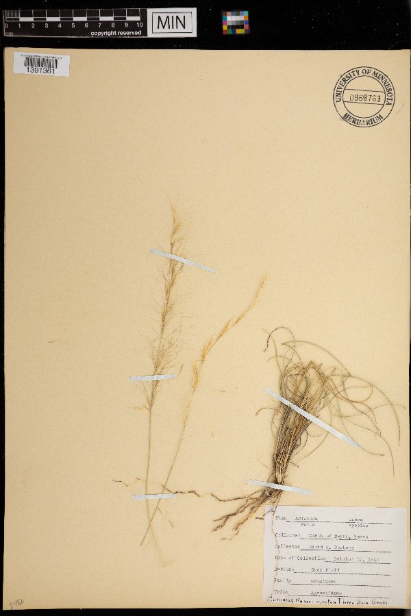 Aristida pansa image
