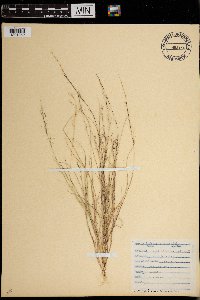 Aristida purpurascens image