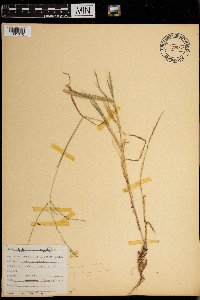 Digitaria sanguinalis image