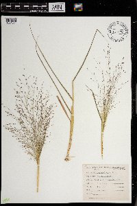 Eragrostis spectabilis image