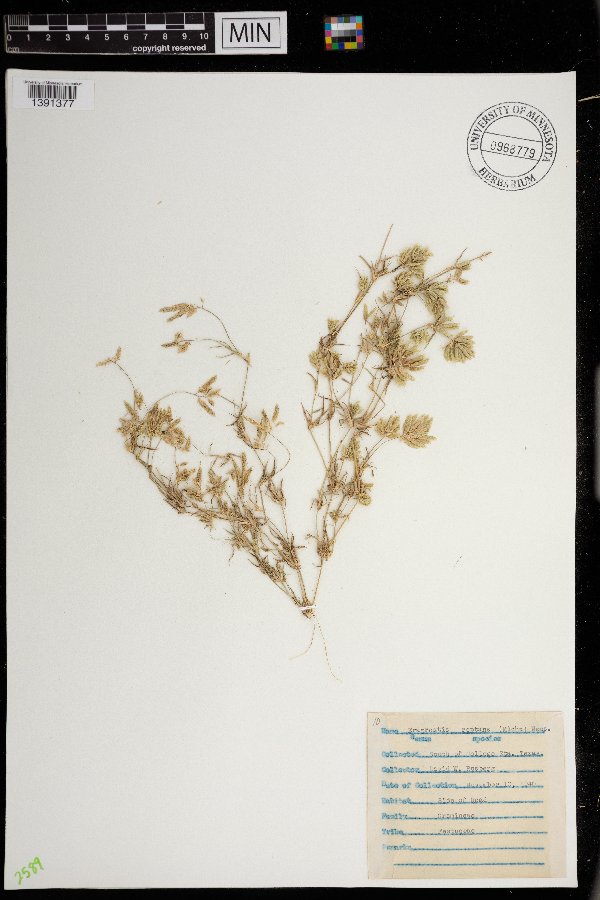 Eragrostis reptans image