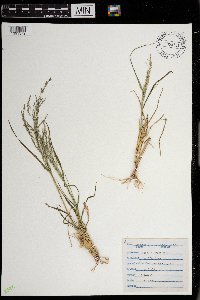 Eragrostis pectinacea image