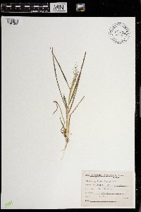 Eragrostis capillaris image