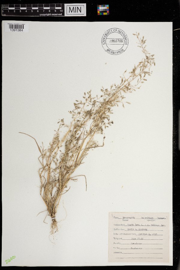 Eragrostis barrelieri image